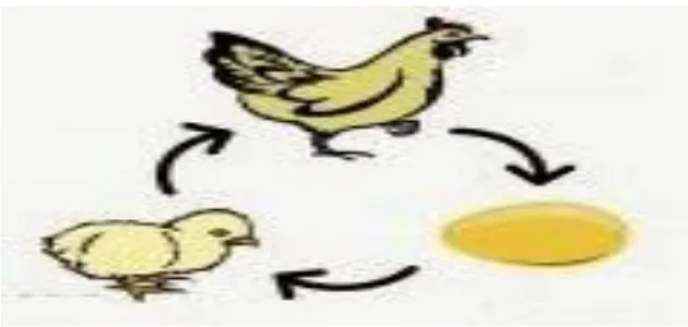 Gambar 2.5 Urut-urutan Daur Hidup Ayam 
