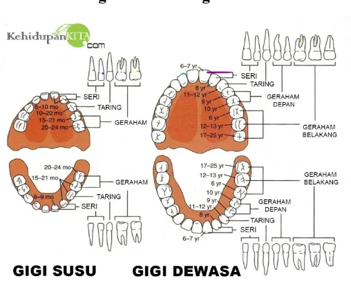 Gambar 4. Gigi Susu dan Gigi Permanen