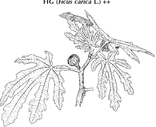 FIG (Ficus carica L.) ++