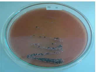 Gambar 2. Hasil pada uji biokimia