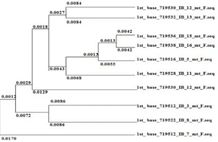 Fig. 3: Dendogram distance Beloso genetic individuals ofLake Tempe and surrounding Based Gene DNAsequences, 16S rRNA mt-DNA; UPGMA AnalysisMethod