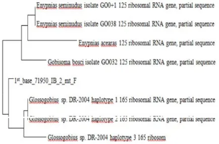 Table 2: The gene sequence similarity with Beloso fish contained in Gene Bank