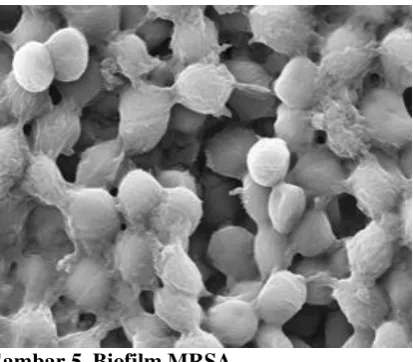 Gambar 5. Biofilm MRSA 