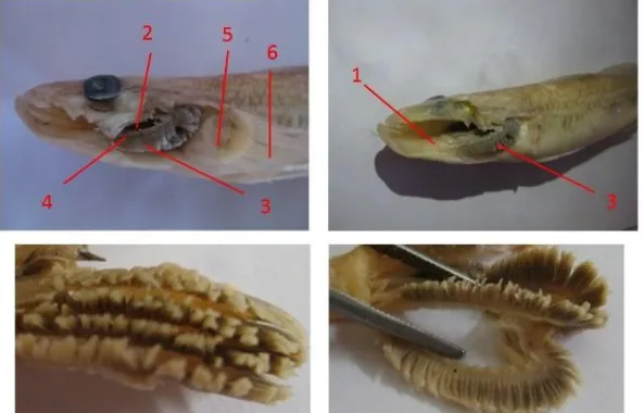 Fig. 1.  Bungo fish with dorsal view observation (A), ventral (B), anterior (C) and left lateral view (D)