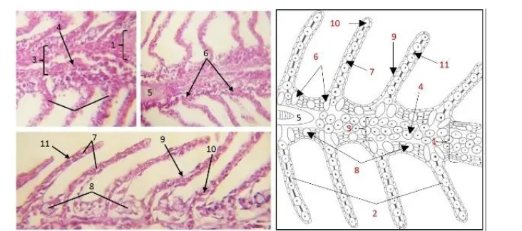 Fig. 6. support cartilage; 6. chloride cells; 7. pillar cells; 8. mucus cells; 9. epithelial cells; 10
