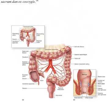 Gambar.1.  Anatomi colon dan rectum 
