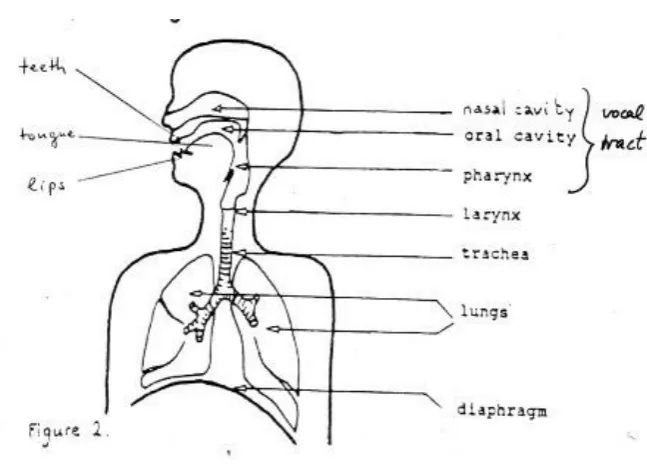 Figure 2.1 Speech Organs in Hamann (2005:5) 