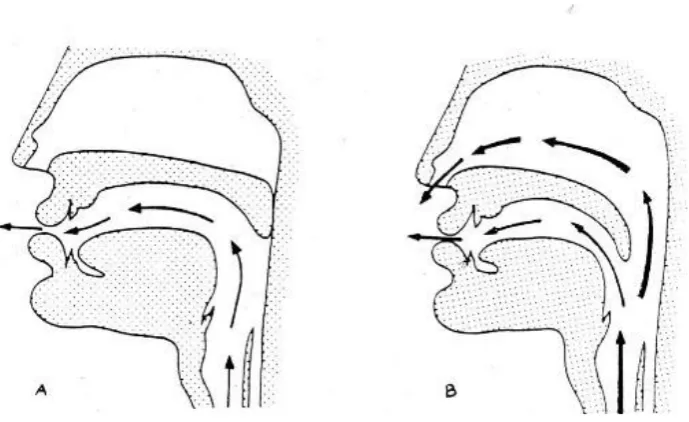 Figure 2.2 Production of oral and nasal sounds (Thomas, 1976: 32) 