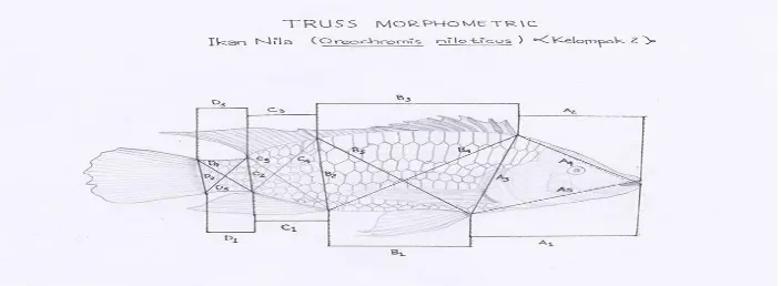 Gambar 6. hasil pengukuran ikan Nila (Oreochromis niloticus)
