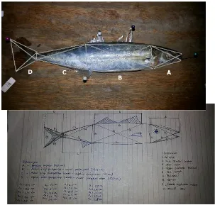 Gambar 7. hasil pengukuran Ikan layang (Decaptersus russelli)