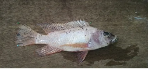 Gambar 1. Ikan mas (Cyprinus carpio)