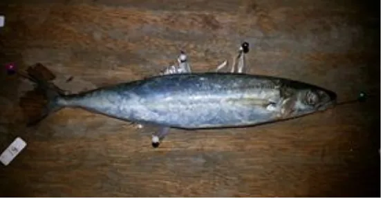 Gambar 3 .Ikan Layang (Decaptersus russelli)