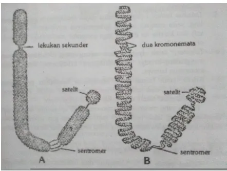 Gambar II. 1 Struktur Kromosom