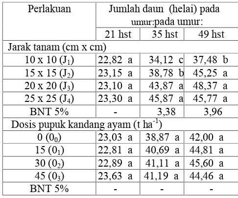 Tabel 1.Pengaruh tunggal dosis pupuk kandangayam dan jarak tanam terhadap tinggibawang marah pada umur 21, 35 dan 49hst