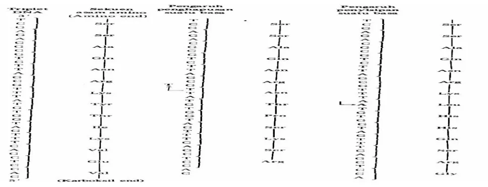 Gambar 8: Mutasi pergeseran kerangka yang disebabkan oleh penyisipan (insersi) dan penghapusan (delesi)