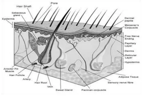 Gambar 1.1 Struktur Kulit