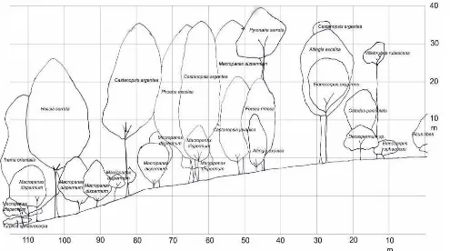 Table 5. Basal area in tree family of CBG’s remnant forest