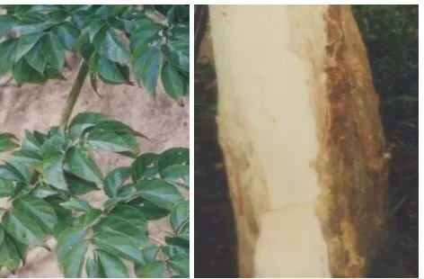 Gambar 1.  Eurycoma longifolia (kiri), Arcangelisia flava (kanan). 