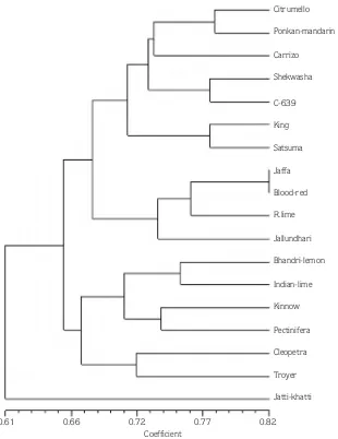 Figure 2. Dendrogram illustrating genetic relationships among 18 citrus genotypes,generated by UPGMA cluster tree analysis.