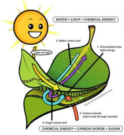 Gambar 1.3. Proses fotosintesis pada tumbuhan 