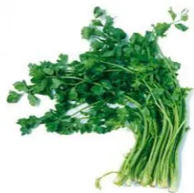 Gambar 4.11:  Daun seledri 