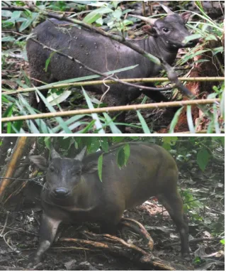 Gambar 2. Anoa di Taman Nasional Bogani Nani Wartabone - Sulut  