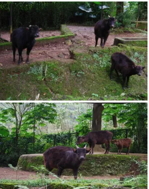 Gambar 3. Anoa di Taman Safari Indonesia Bogor 
