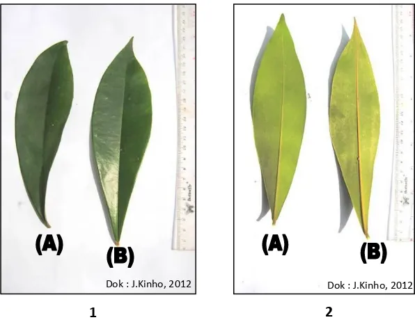Gambar 2. Perbandingan penampilan morfologi daun eboni 