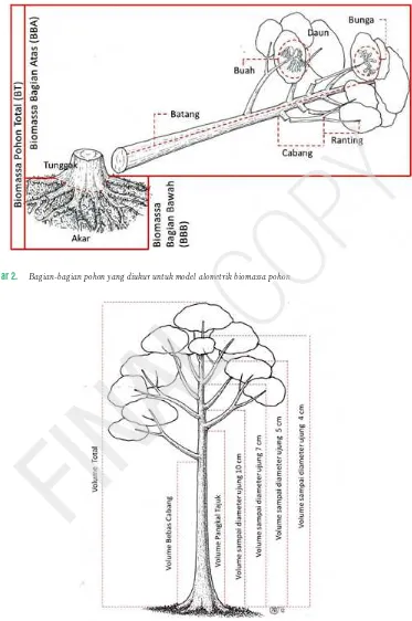 Gambar 2. FINAL Bagian-bagian pohon yang diukur untuk model alometrik biomassa pohonCOPY
