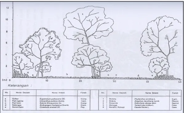 Gambar 3.1. Profil vegetasi Taman Buru Pulau Moyo, NTB (Mukhtar, 1996)