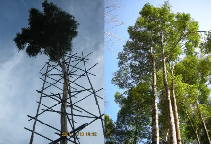 Figure 2. Gaharu trees.