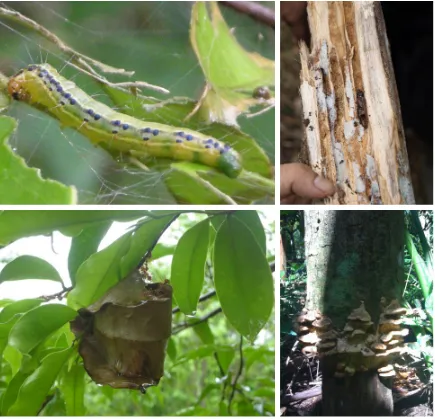 Figure 6. Pests and disease of gaharu trees. (1): Leaf eater Heortia vitessoides; (2): Stem Borer; (3): Colony of ants, the predator of H