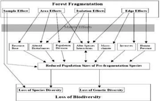 Gambar 1.  Model konseptual pengaruh fragmentasi (Kupfer et al. 2004). 