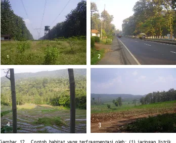 Gambar  12. Contoh habitat yang terfragmentasi oleh: (1) jaringan listrik, (2) jalan raya, (3) tebang habis dan (4) pertanian (Foto: Hendra Gunawan, 2008)