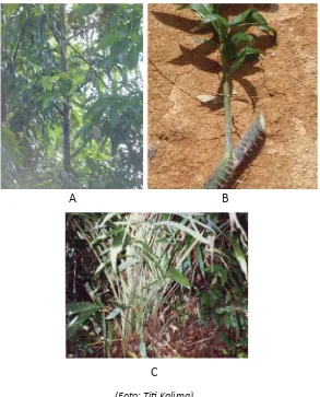 Gambar 13. A. Habitus, B. Pelepah daun,  C. Rumpun rotan      