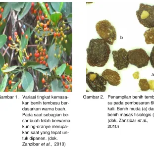 Gambar 2.  Penampilan benih tembe-
