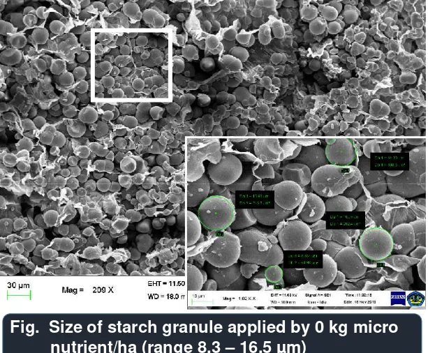 Fig.  Size of starch granule applied by 0 kg micro