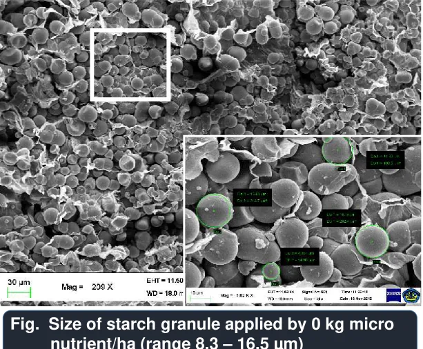 Fig.  Size of starch granule applied by 0 kg micro