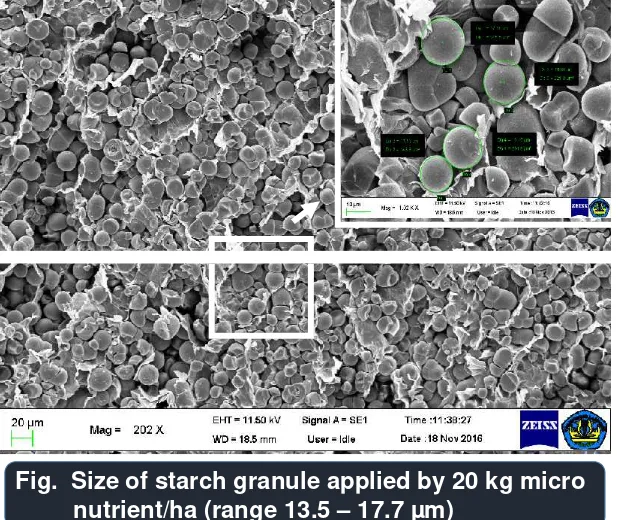 Fig.  Size of starch granule applied by 20 kg micro