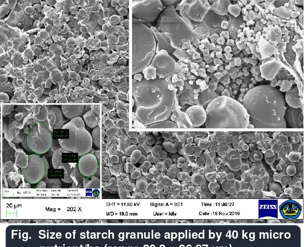 Fig.  Size of starch granule applied by 40 kg micro