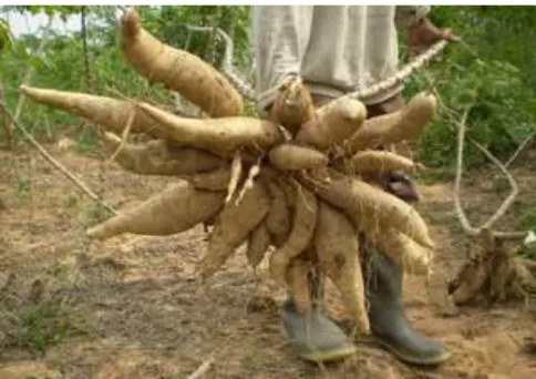Gambar 1. Cassava varietas BW-1 