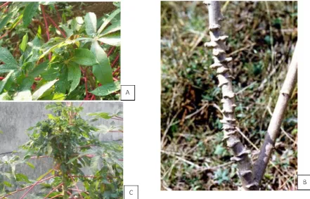 Gambar 3. Gejala kerusakan akibat serangan hama kutu putih cassava  P. manihoti  (Wardani 2015, A-C; IITA 2017, B)