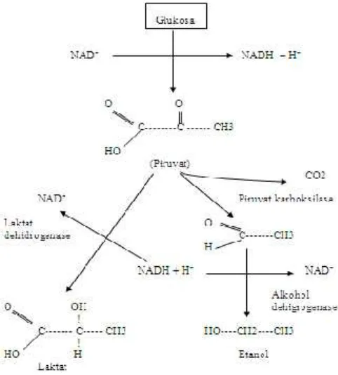 Gambar 1.  Lintasan Glikolisis, fermentasi, dan reoksidasi NADH menjadi NAD+