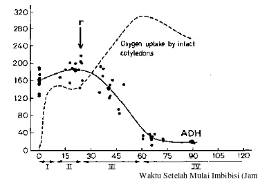 Gambar 2.   Kegiatan ADH () dan pengambilan oksigen pada kotiledon benih kacangtanah cv