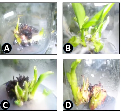 Gambar 2. Representasi kultur in vitro8 mgLmengandung 50 gL tanaman pisang Raja Bulu pada media yang -1 sukrosa dan  (A) 1 mgL-1 BA, (B) 2 mgL-1 BA, (C) 4 mgL-1 BA, dan (D) -1 BA