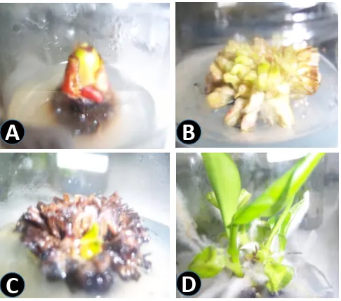 Tabel 1. Jumlah mata tunas dan tunas per eksplan dan panjang tunas pada kultur in vitro tanaman pisang Raja Bulu pada 12 minggu setelah tanam 