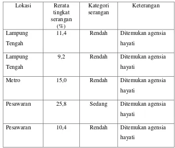 Tabel 2.  Tingkat serangan Spodoptera sp. pada 5 lokasi pengamatan 