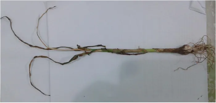 Gambar 1.  Gejala lanjut penyakit layu Fusarium pada Bawang putih                     (daun mulai dari ujung  menguning, layu mengering dengan                       cepat)