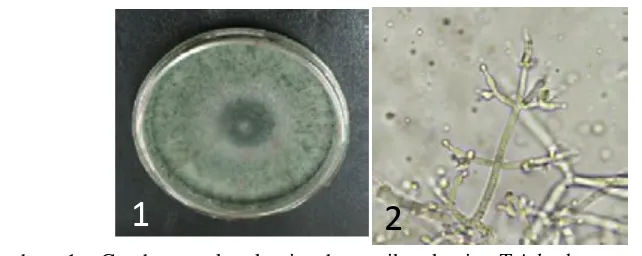 Gambar 1. Gambar makroskopis dan mikroskopis Trichoderma sp. Koloni