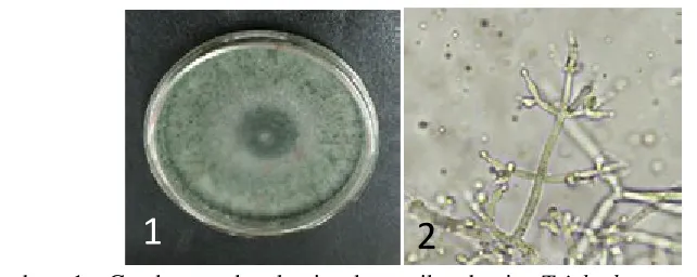 Gambar 1. Gambar makroskopis dan mikroskopis Trichoderma sp. Koloni